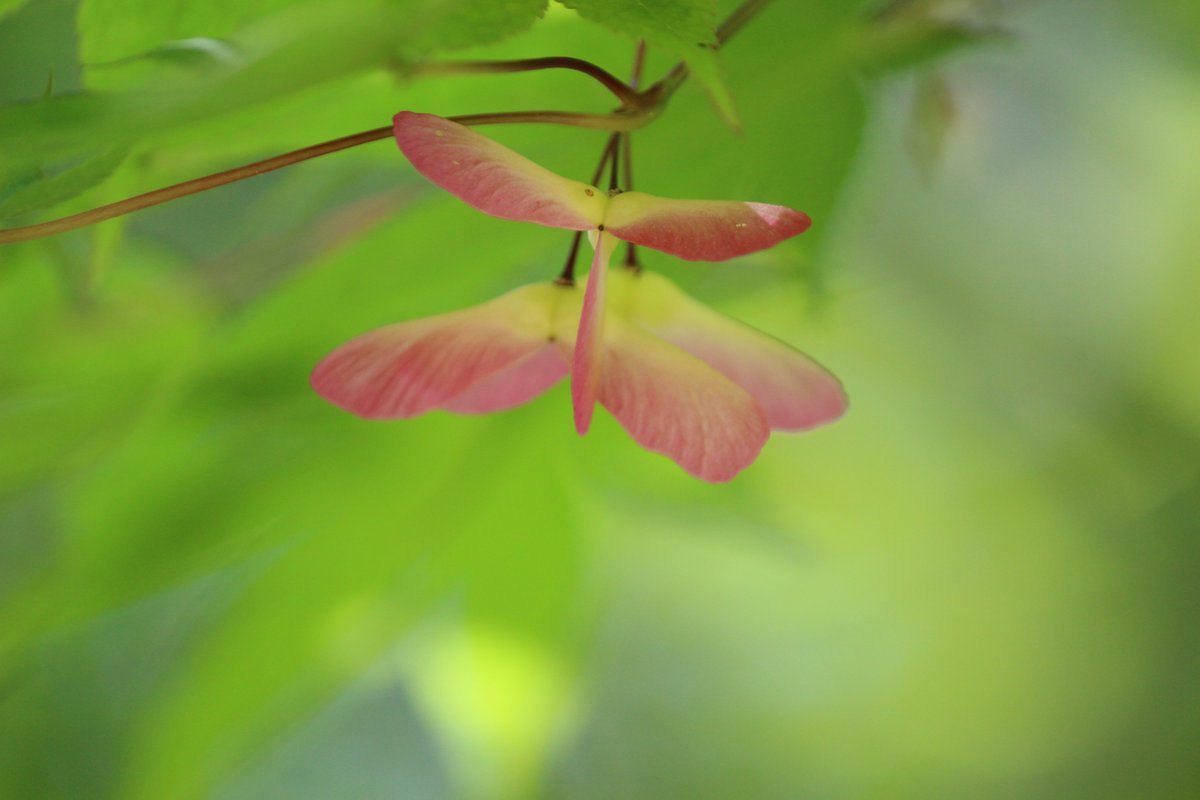埼玉県立自然の博物館 当館から虎岩に向かう途中にカエデの木があります 緑の葉の中に 赤色の種が目立っていたので 思わず写真を撮りました カエデの種はプロペラ状になっているものが多く クルクル回りながら落下します 当館の出入口付近のカエデに