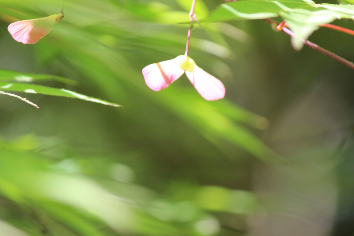 埼玉県立自然の博物館 当館から虎岩に向かう途中にカエデの木があります 緑の葉の中に 赤色の種が目立っていたので 思わず写真を撮りました カエデの種はプロペラ状になっているものが多く クルクル回りながら落下します 当館の出入口付近のカエデに