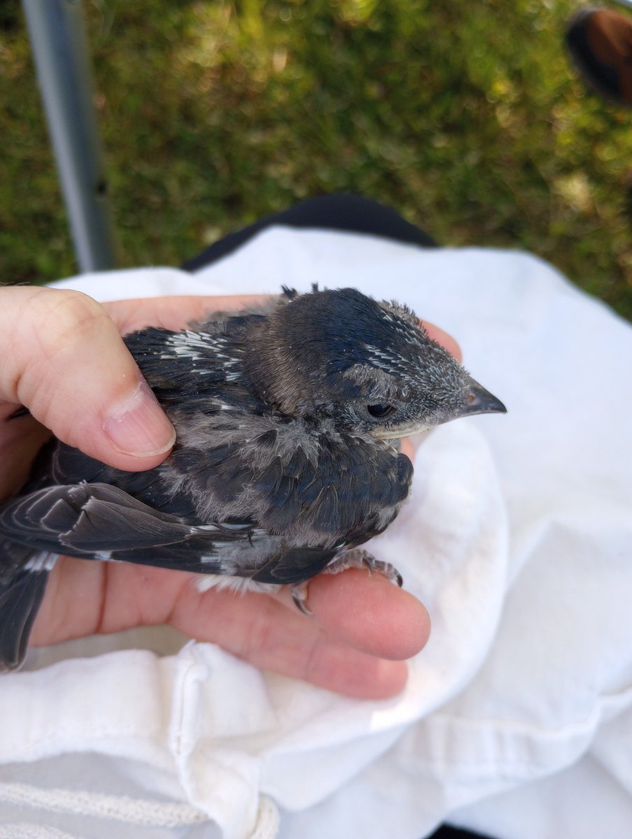 SA_Gaspar_'s tweet image. My first #purplemartin chick banded this season 😍💜 #UCFbiology, #Wildsymbioseslab