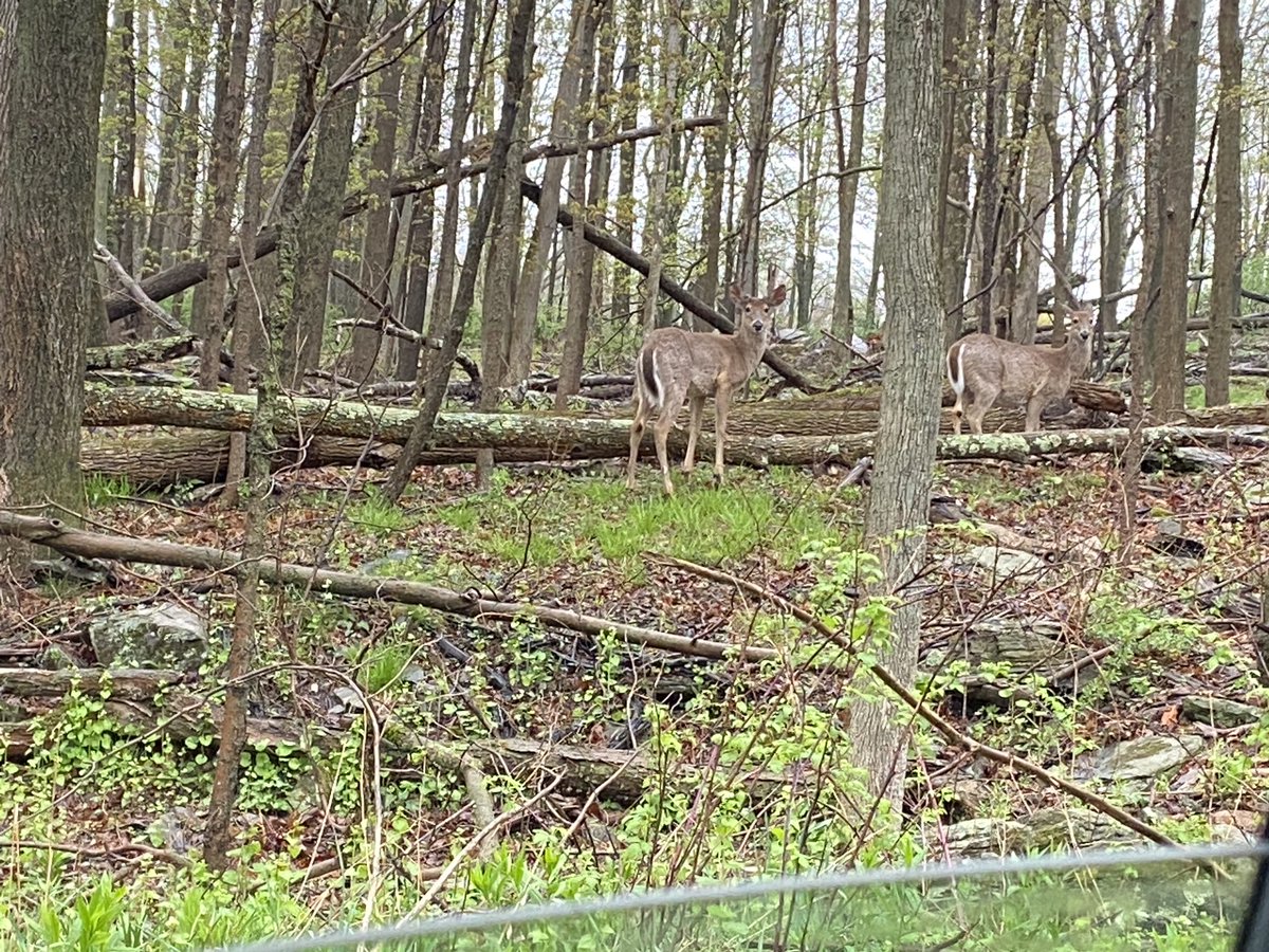 stephenesAVP's tweet photo. Had a good discussion with these girls today 🤣 #nepawoods #c’meredeer https://t.co/27LsgEh6LI