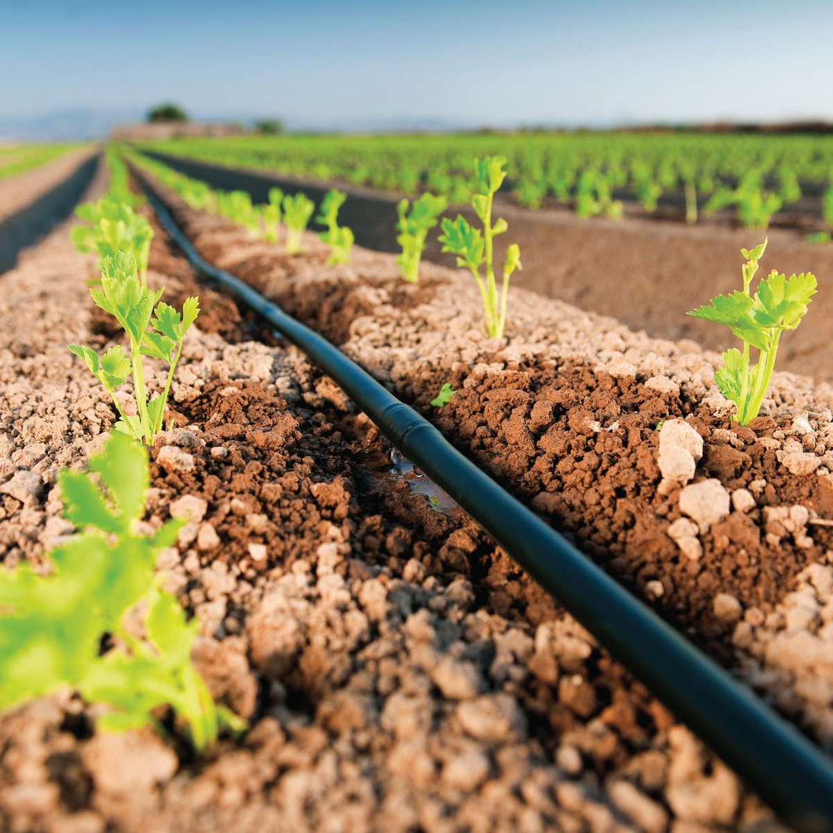 AgricultureJOB Plug (@agricjobsghana) on Twitter photo Modern farming is seeing a lot of technology in display and drip irrigation is  one. If you have the means, invest in it. Enjoy the journey
#FarmLife Modern farming is seeing a lot of technology in display and drip irrigation is  one. If you have the means, invest in it. Enjoy the journey
#FarmLife