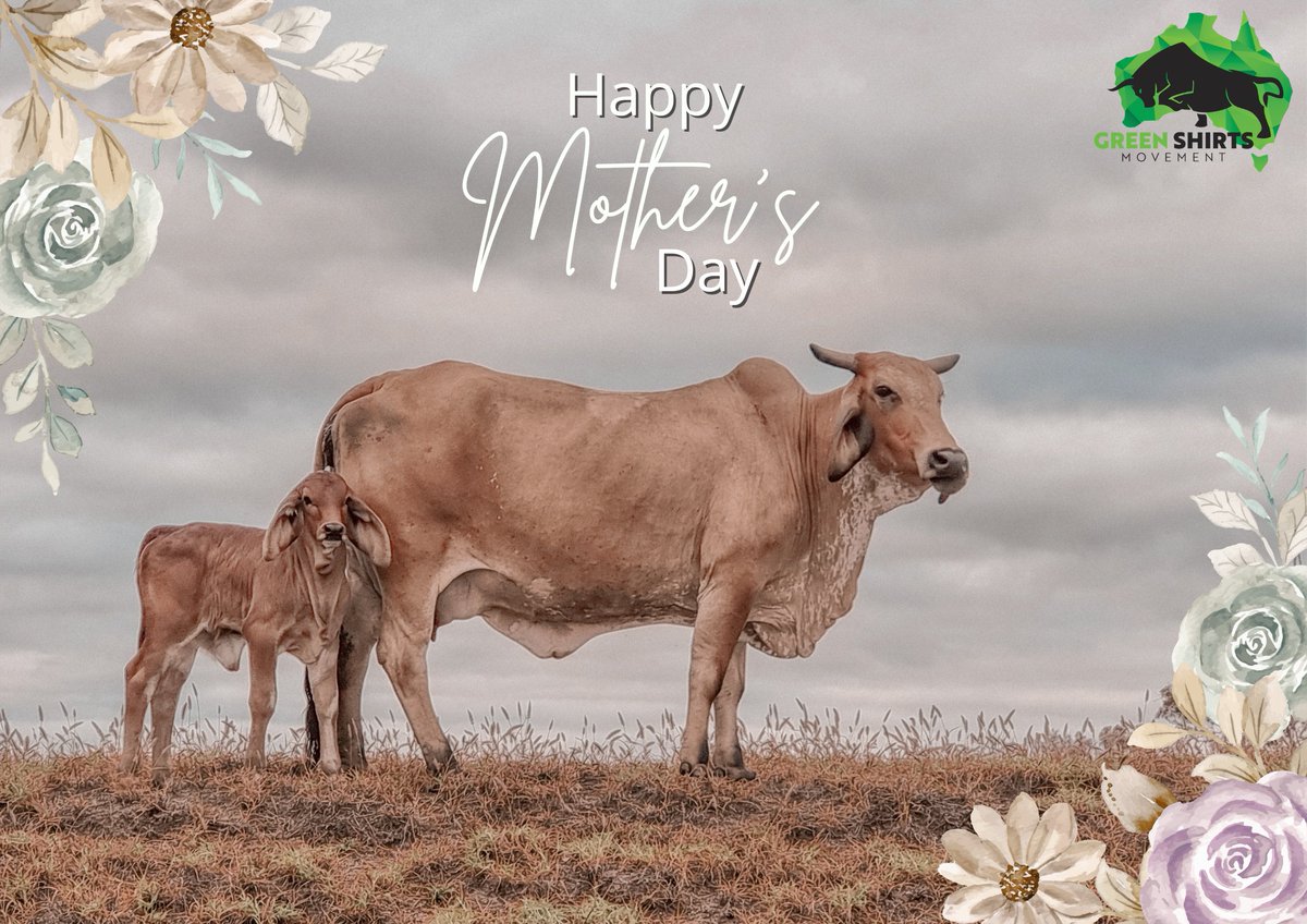 GreenShirtsQLD's tweet photo. We all say, we've got the best mum in the world. None of us are wrong.

Happy Mother's Day.
#MothersDay https://t.co/MLKsppGgkw