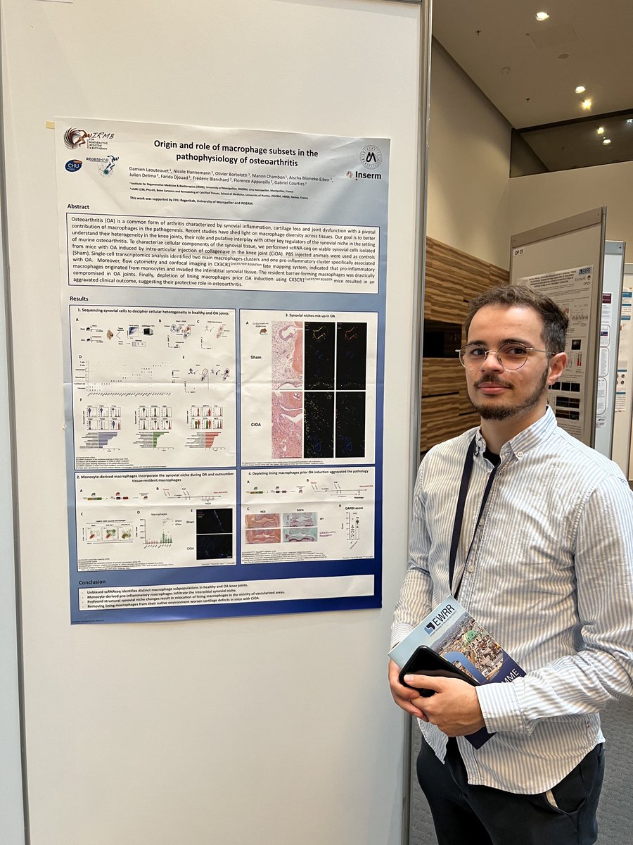 Great poster and oral presentations on the "Origin and role of macrophage subsets in the pathophysiology of osteoarthritis" by #DamienLaouteouet from @apparailly_lab, #GabrielCourties, <a href="/NicoleHannemann/">Nicole Hannemann</a> #EWRR2022. Congratulations 👏