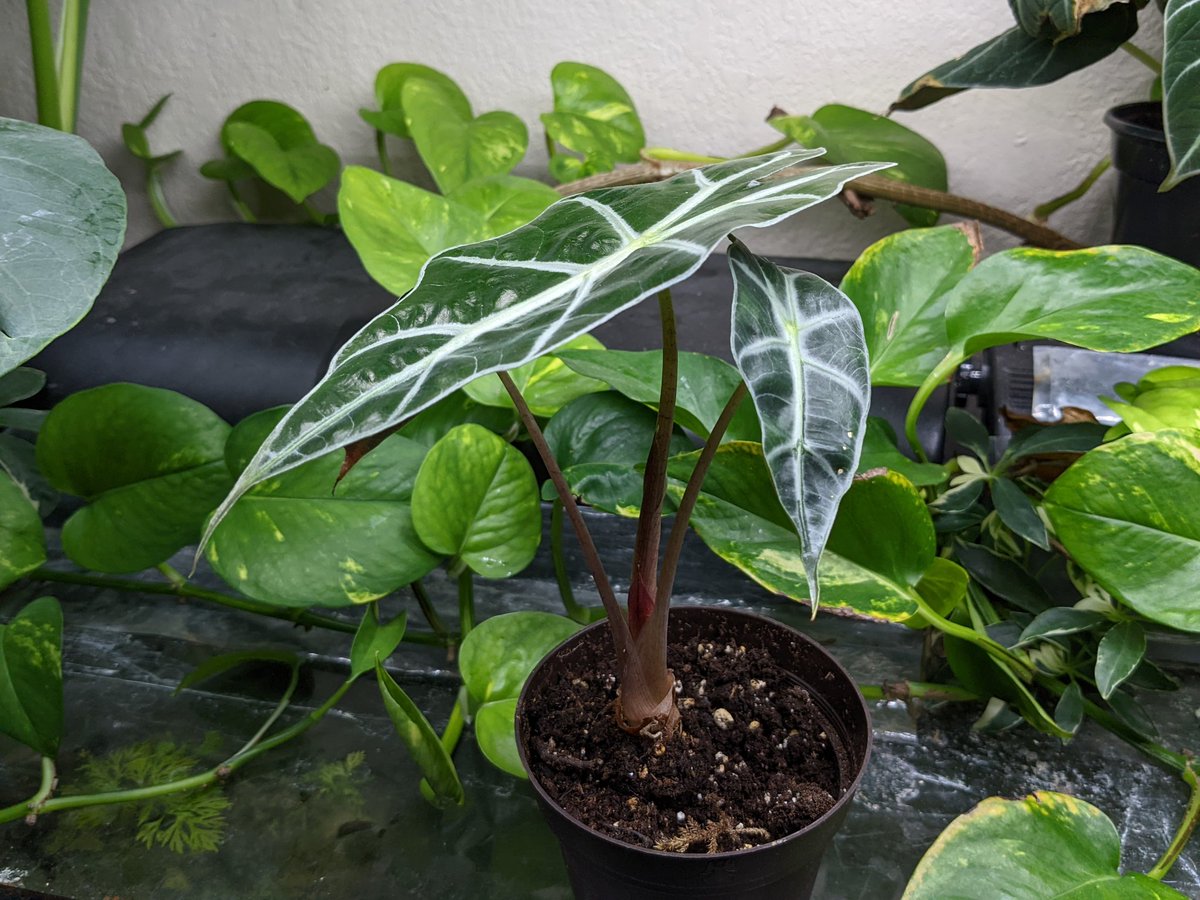 Milton Tan tweet media