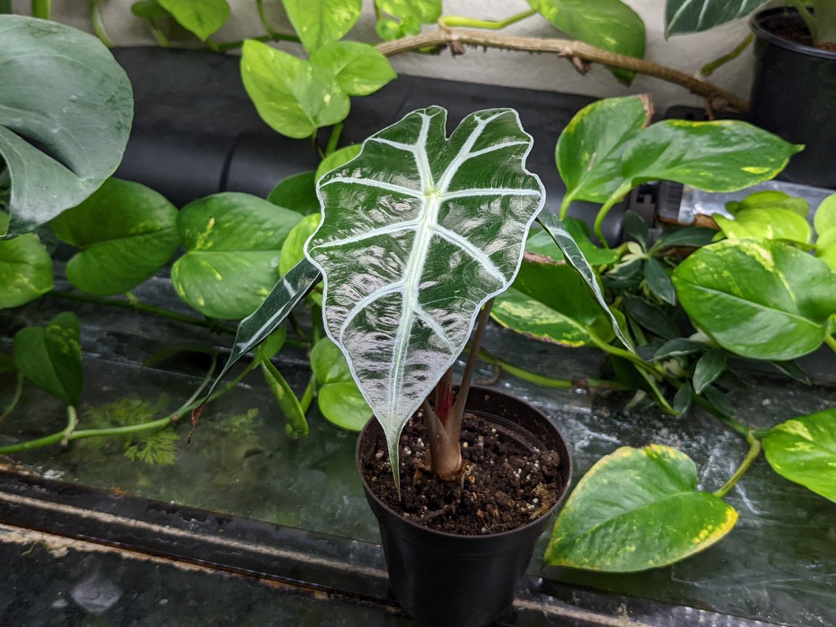 Milton Tan tweet media