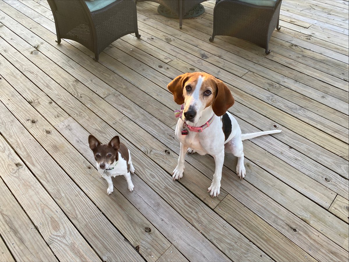 Our full length is on Spotify now as well.

open.spotify.com/album/3m9PfVuI…

These two have been waiting anxiously because they don’t support Amazon or Google for some reason and they are broke so they can’t buy it on band camp.