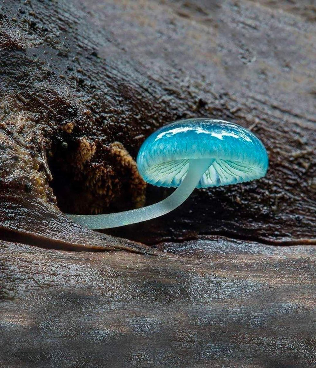 EnsedeCiencia's tweet photo. El hongo azul Mycena resalta por su espectacular belleza, única dentro del reino Fungi. https://t.co/A0HiTWHjQB