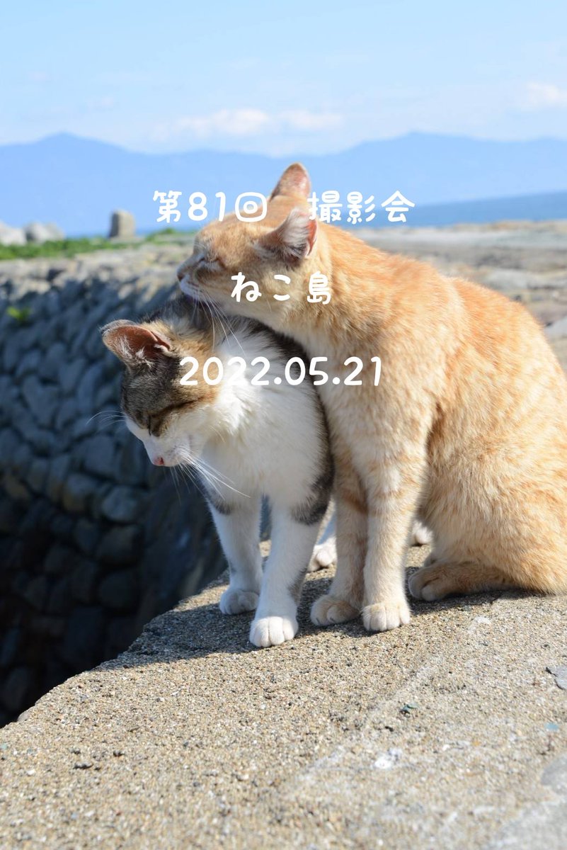 yet__unnamed's tweet photo. 仙台で活動するカメラサークルです。
5/21に田代島で撮影会をします。
興味のある方はHP問い合わせよりお願いします。

#写真好きな人と繋がりたい
#カメラ好きな人と繋がりたい
#写真撮ってる人と繋がりたい
#カメラ女子
#カメラサークル
#ポートレート
#ふぉと
#宮城県
#撮影会
#猫島
#田代島
#猫 https://t.co/glpW0pW0OB