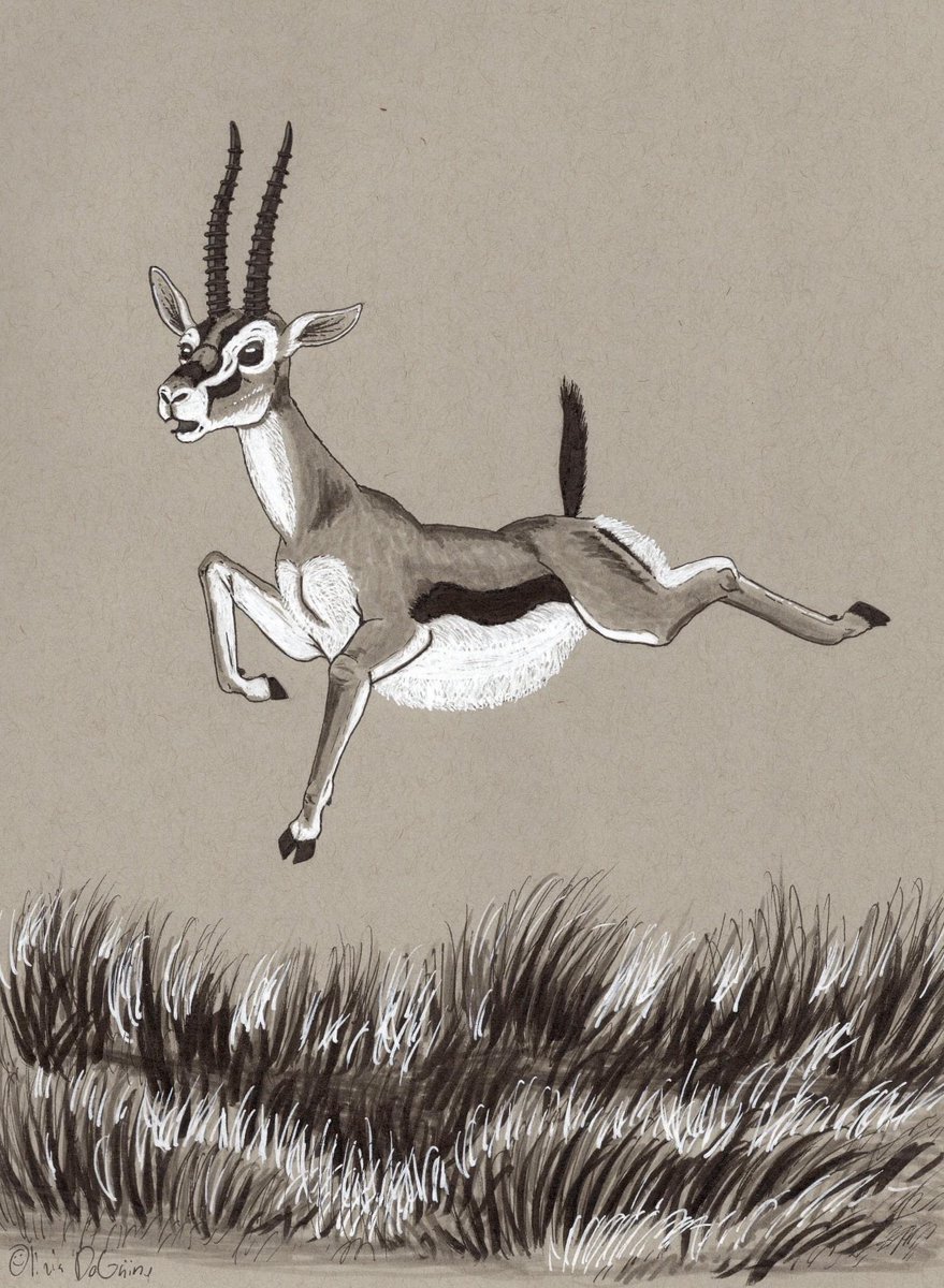 Olivia_Animator's tweet photo. #gazelleintensity #daveramsey #babysteps #babystep3 #savingmoney #gazelleintense #gazelle #art #blackandwhitedrawing #InkDrawing #goals #dreambig https://t.co/SWldaKsqw2