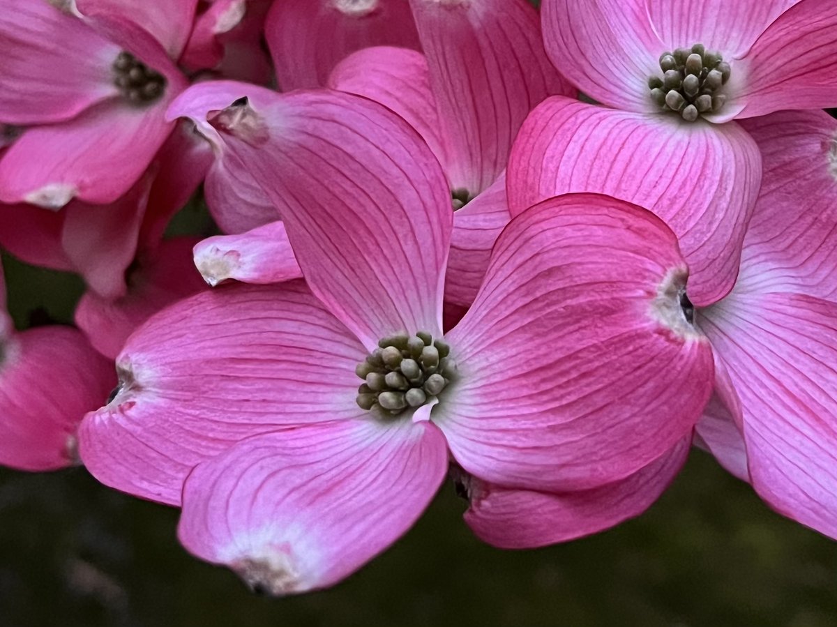 lynnsferrazza1's tweet image. #MayPatternChallenge It's a pink dogwood sunset