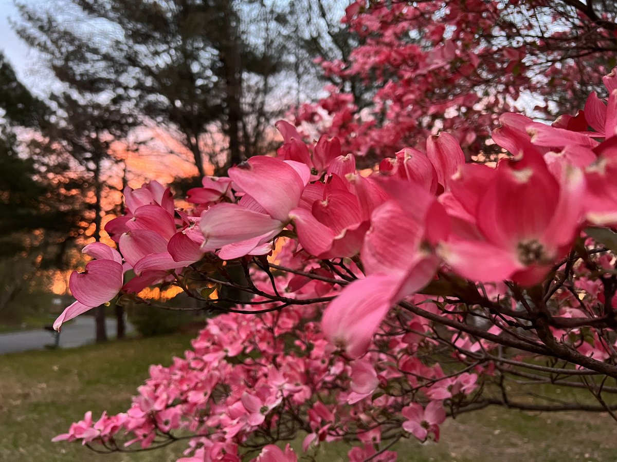 lynnsferrazza1's tweet image. #MayPatternChallenge It's a pink dogwood sunset