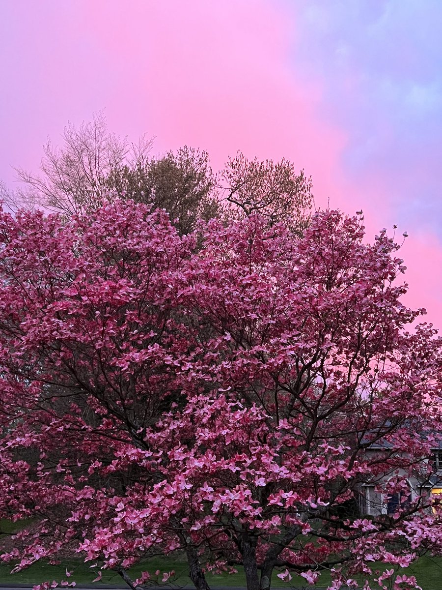 lynnsferrazza1's tweet image. #MayPatternChallenge It's a pink dogwood sunset