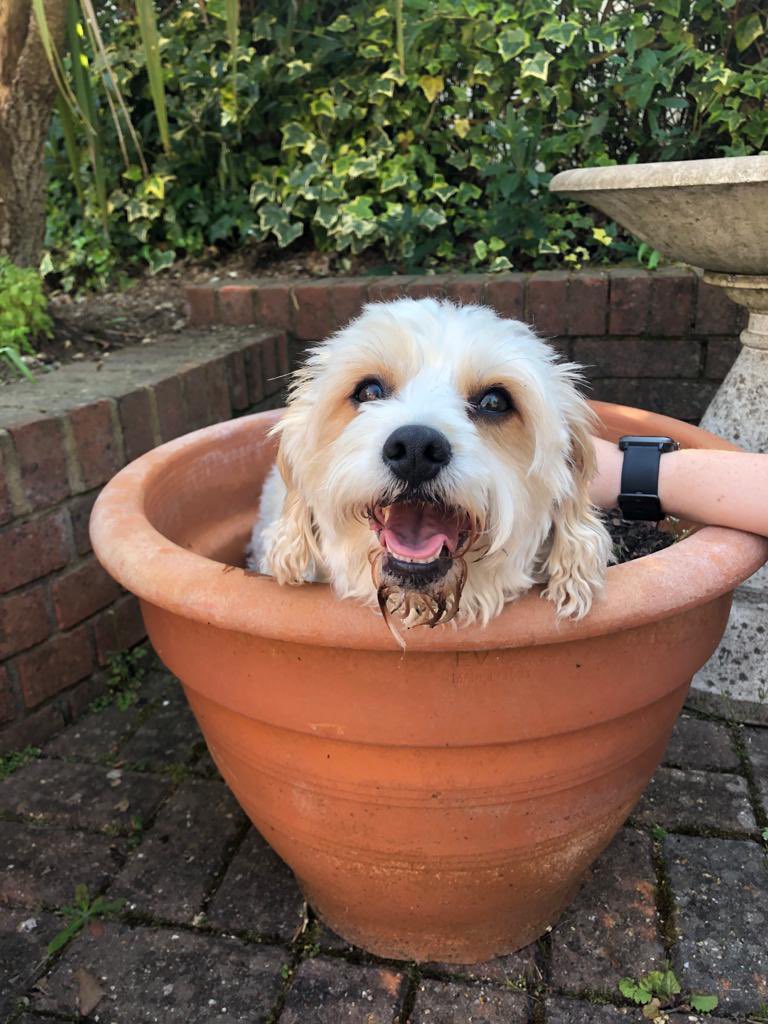 truebossbiscuit's tweet photo. @boothroyd201 @Donnaisruined @CReesHDUHB @LouWhiddington @SarahHPhysio @Beth_Autistic I make a good plant 😂😂😂 https://t.co/mdoefjAdGD