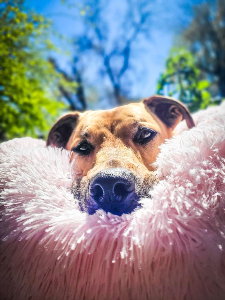 My Queen on her backyard throne. Watching us as we do our spring cleaning.

#twitterdogcommunity