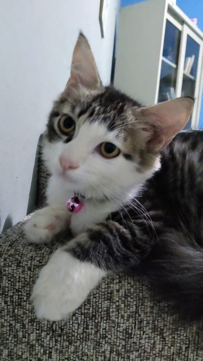 #TwitterPleaseDoYourMagic

Telah hilang Kucing kesayangan kami bernama Kiko. Kucing ini lepas dari kandang Sun Pet (tempat penitipan Kucing di kawasan Kp. Utan Ciputat) pada Rabu 4 Mei 2022. Bagi siapa saja yang menemukan keberadaan Kiko, silakan DM. 🙏