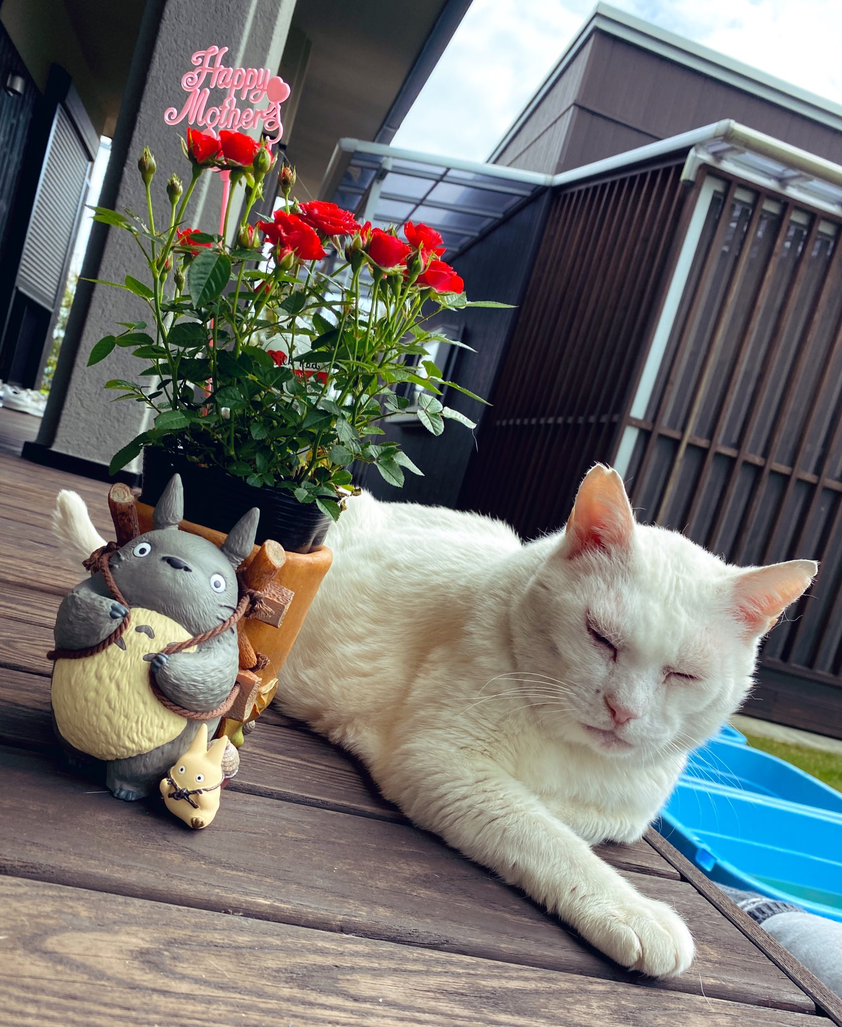 تويتر ｎｅｋｏｙａｍａ على تويتر そしてわたしからわたしの母へはこのトトロが花背負ってる宇宙一かわいいやつ しかも小トトロ見て どんぐり背負ってる With白い猫バス T Co Cbjjv7eevk