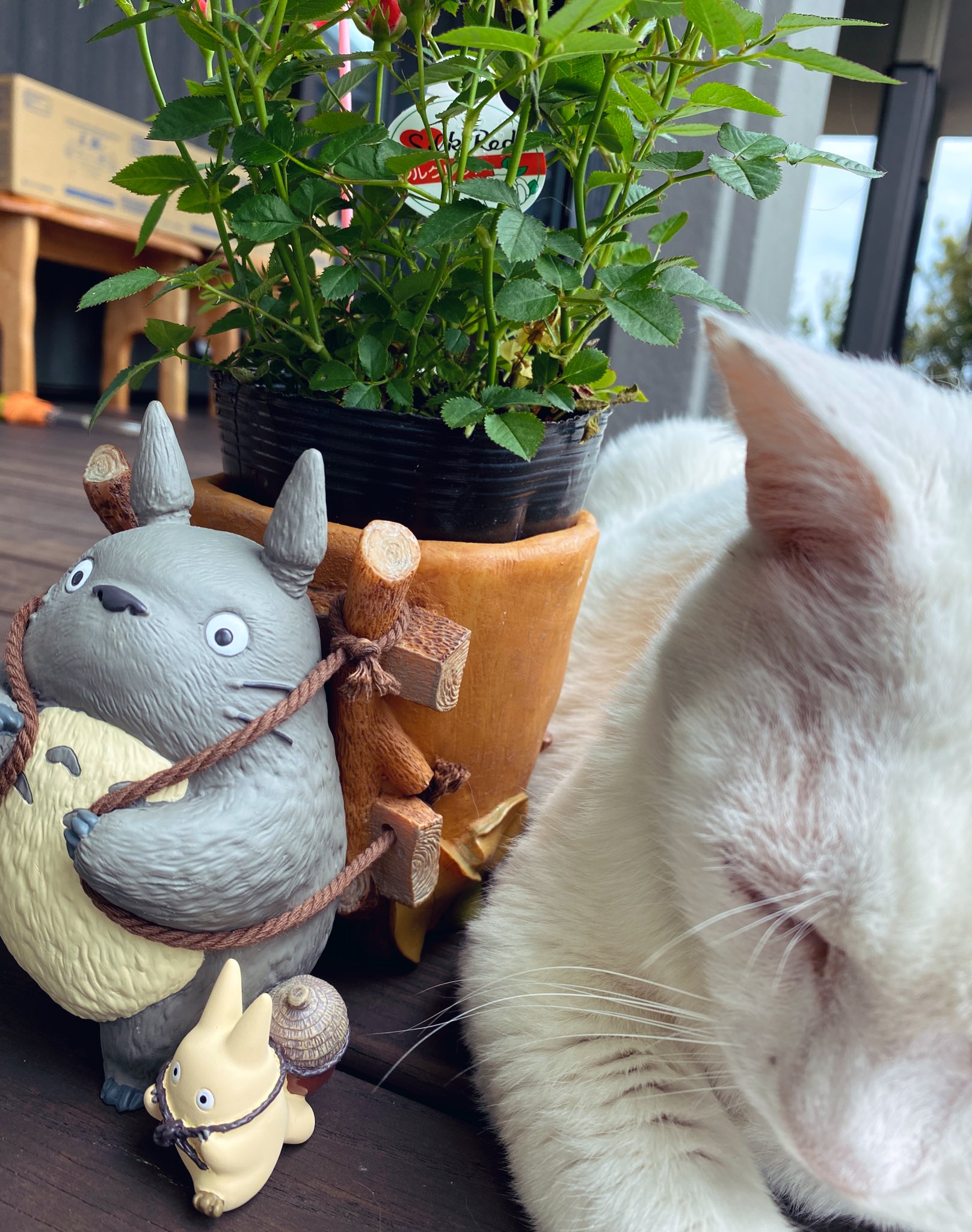 تويتر ｎｅｋｏｙａｍａ على تويتر そしてわたしからわたしの母へはこのトトロが花背負ってる宇宙一かわいいやつ しかも小トトロ見て どんぐり背負ってる With白い猫バス T Co Cbjjv7eevk