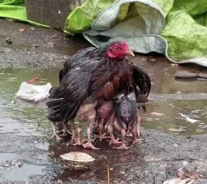비오면 비 맞을세라 바람불면 날아갈세라 진자리 마른자리 갈아 뉘이며 키웠건만 자식들은 다 저절로 큰 줄 안다. 
제 새끼 비 맞을세라 병아리들을 품에 안고 온몸으로 비를 맞고 선 저 어미닭. 우리 어미들이 저 암탉만 못했으랴. 
이제 내가 어버이 되고 보니 그 맘의 만 분의 1은 알 것도 같다.