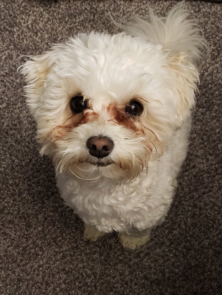ChiantiRamone's tweet photo. Look at this super cute lil face. My perfect lil Bowie. 
#maltipoo #dogsoftwitter #dogs #adorable https://t.co/0gZ1IEbaRt