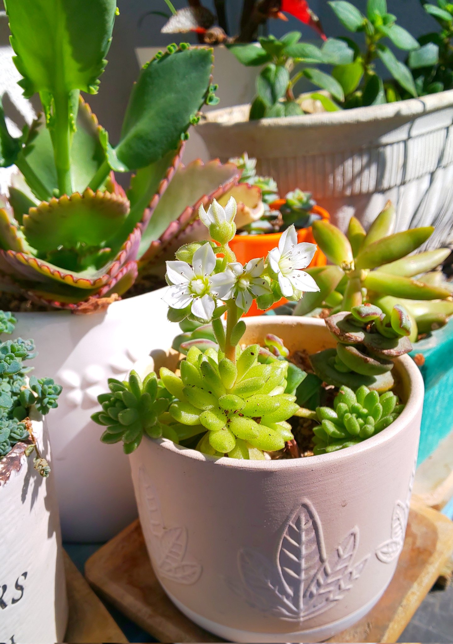 寿司ぱんだ この多肉ちゃんの花は 白いのかぁ 可愛い花が咲くんやね 多肉植物 白い花 T Co Lgb66mq1c8 Twitter 寿司ぱんだ この多肉ちゃんの花は 白いのかぁ 可愛い花が咲くんやね 多肉植物 白い花 T Co Lgb66mq1c8 Twitter