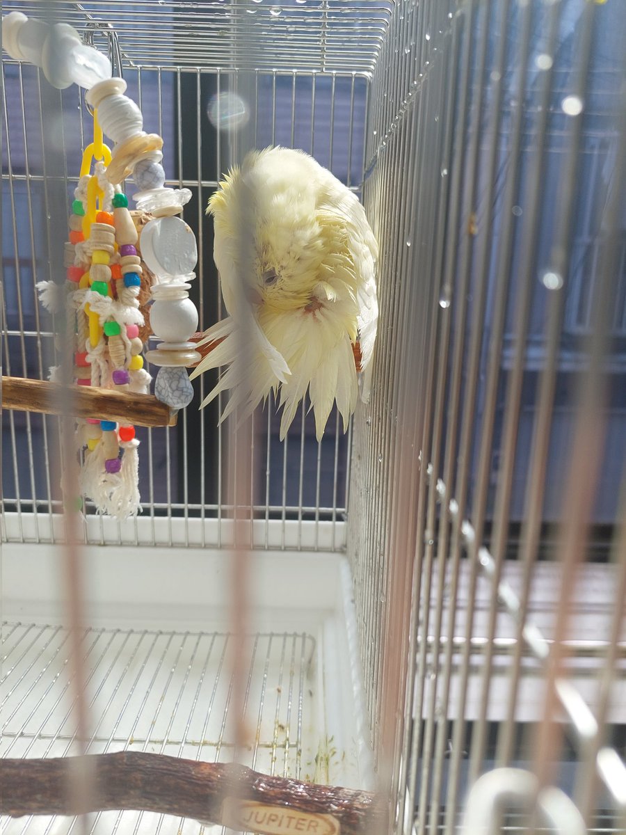 kuhmugi's tweet photo. 今朝インコずたちの水浴びしてて、むぎちゃんの尾羽の上に黒いものが
どうやら尾脂線というものらしく、恥ずかしながら調べて初めて知��た💦
でもこれが正常なのか異常なのか分からず…。
どなたか教えてください🙏
羽繕い終わる頃には少し小さくなった気がする🤔？ 
#サザナミインコ https://t.co/5VJ61PQ9pN