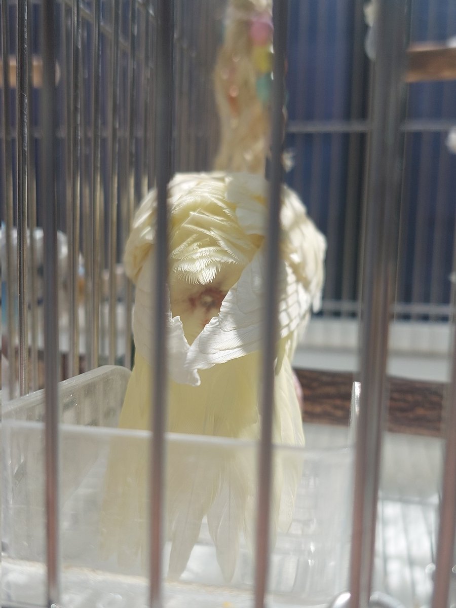 kuhmugi's tweet photo. 今朝インコずたちの水浴びしてて、むぎちゃんの尾羽の上に黒いものが
どうやら尾脂線というものらしく、恥ずかしながら調べて初めて知��た💦
でもこれが正常なのか異常なのか分からず…。
どなたか教えてください🙏
羽繕い終わる頃には少し小さくなった気がする🤔？ 
#サザナミインコ https://t.co/5VJ61PQ9pN
