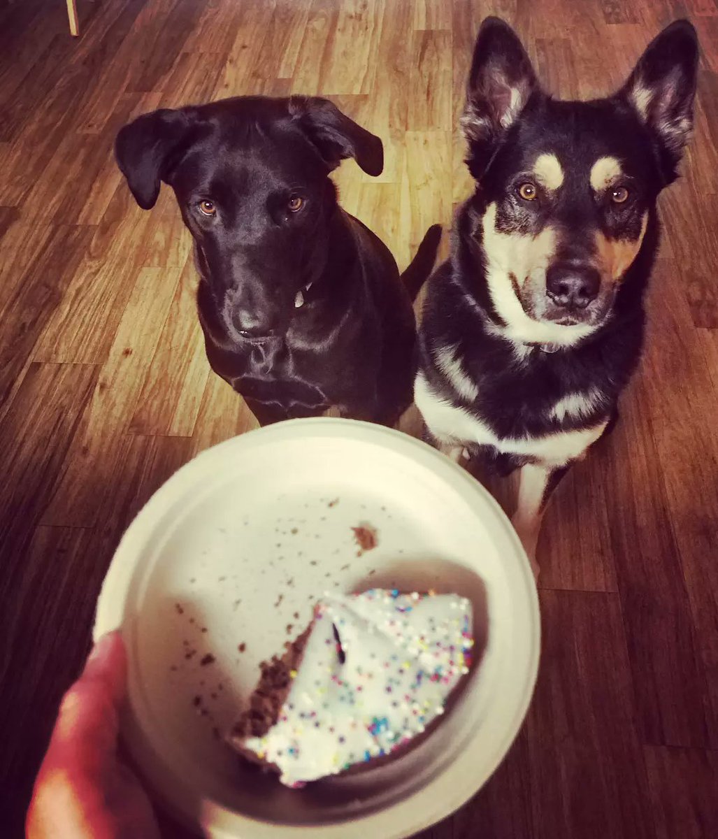 DailyDoggoNews's tweet photo. The birthday cake from @lazydogcookies  was scrumptious! https://t.co/UJctp6tBaw