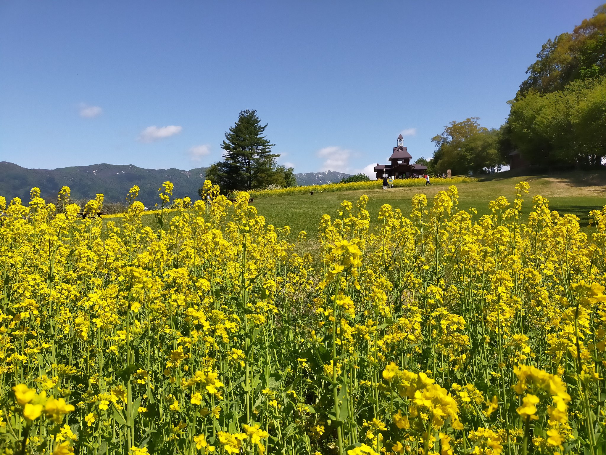 いいやま菜の花まつり 長野県飯山市 Iiyamananohana Twitter