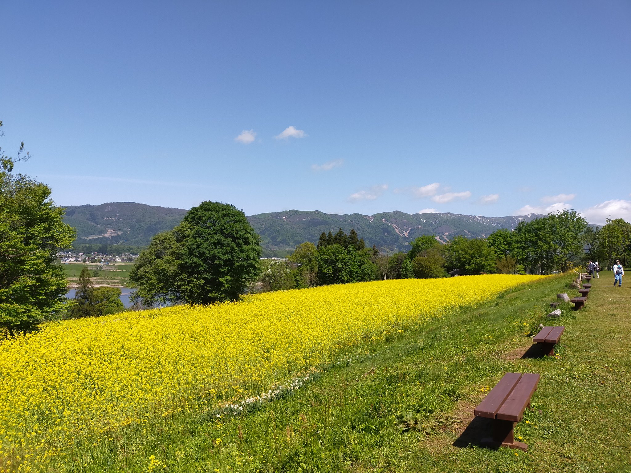 いいやま菜の花まつり 長野県飯山市 Iiyamananohana Twitter