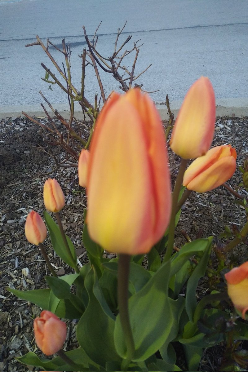 pattimarathon's tweet image. #WhileWalking. Lovely colour.