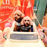 トイプー★シンバとナラ🐾のツイート画像