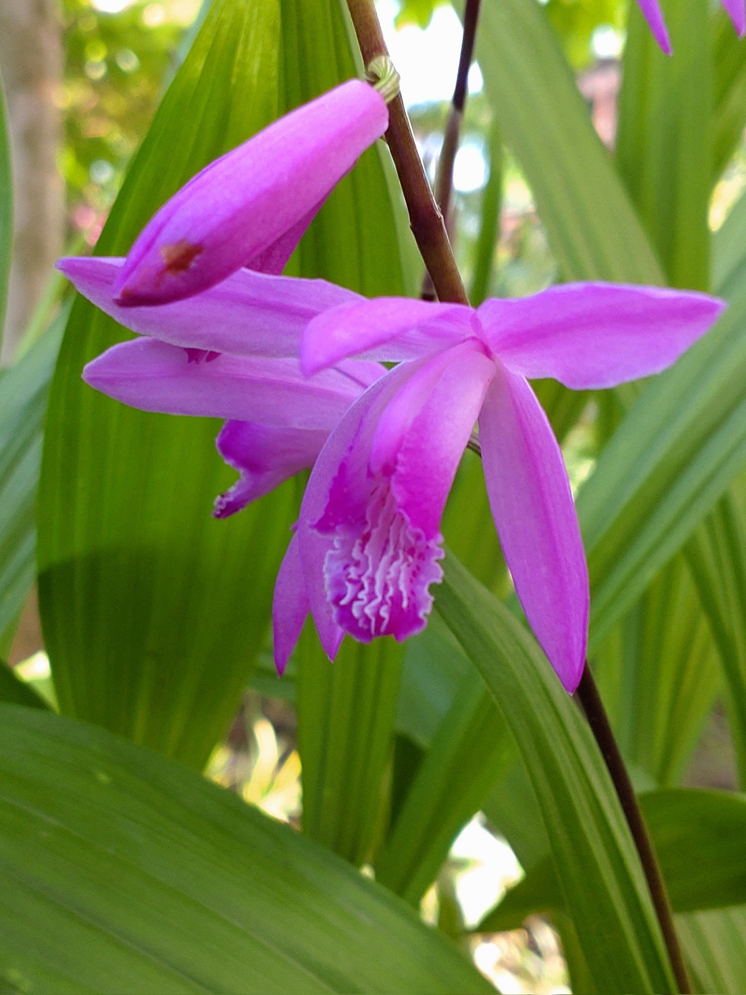 小琴花暦 Kogoto Cloud Twitter