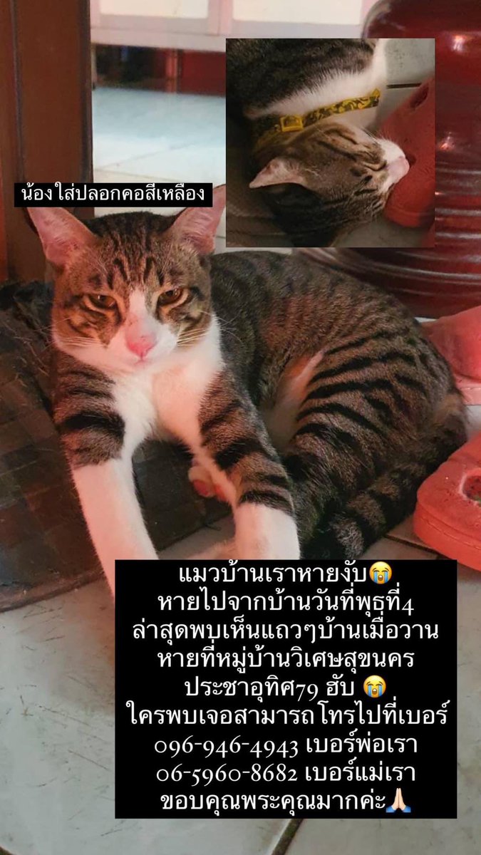 เอมี่เอง tweet media