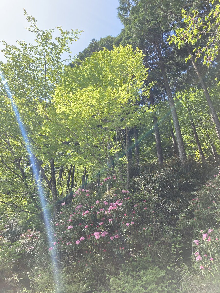 message_green's tweet photo. 例年より少し早い🤏
#細葉シャクナゲ https://t.co/ZOmc98KZ1V