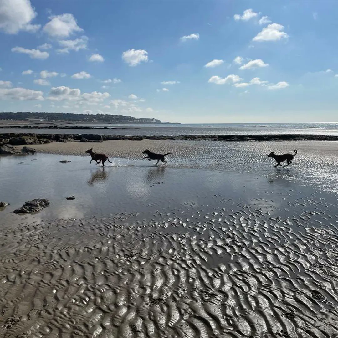 Daisy_KetoWoman's tweet photo. Tripod fun! We met up with another podenco at the beach a few days ago and had a whale of a time.
#KetoWoman #KetoWomanPodcast https://t.co/Klq5twVfuE