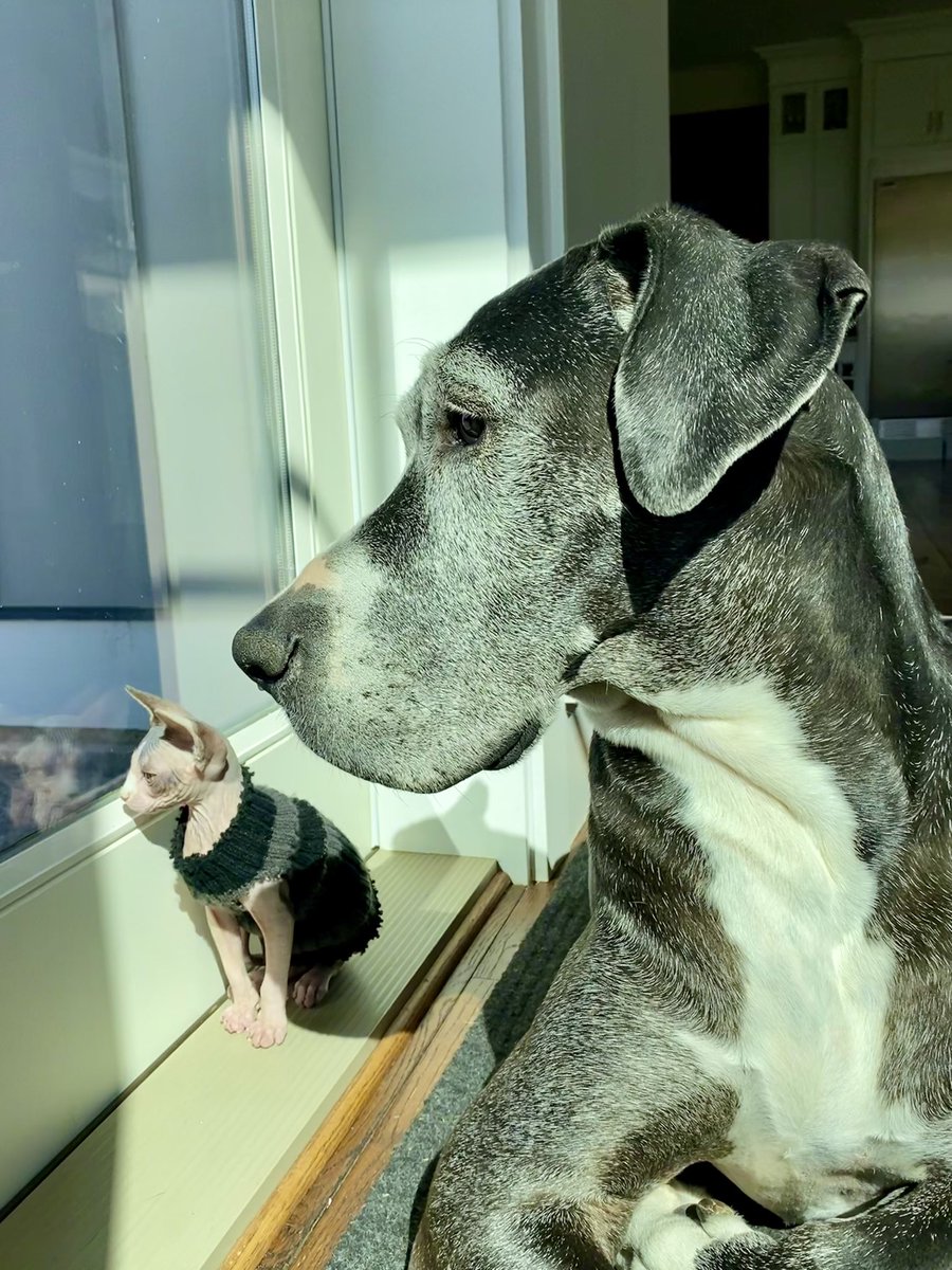 Christina0679's tweet photo. @CBSNews My beautiful Dane, who just celebrated her 10th birthday a few weeks ago ❤️🐎 https://t.co/HC4pdMf8Sb