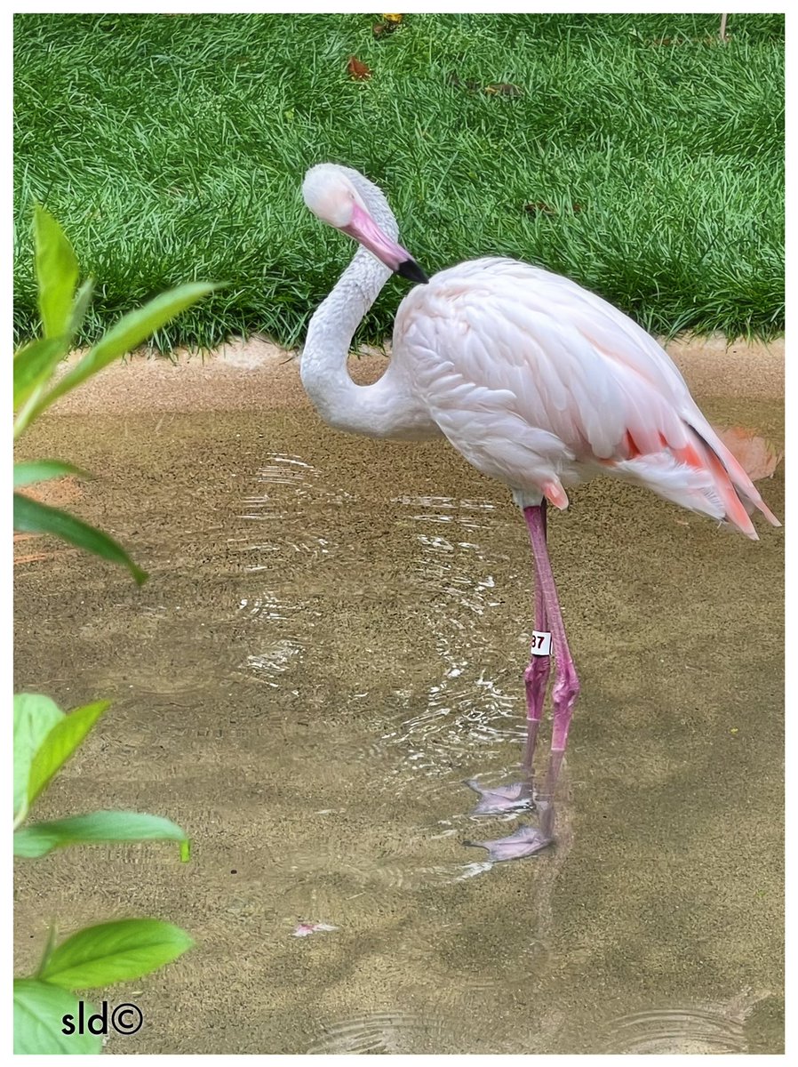 StevenDycus's tweet photo. @NashvilleZoo We’ve lived in the greater Nashville area for thirty-years &amp; managed our first visit to this amazing zoo today! Great family friendly venue — looking forward to more visits. @visitmusiccity  @TNVacation https://t.co/aibRMIQLj0
