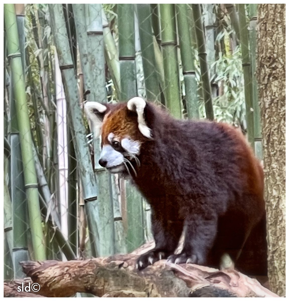 StevenDycus's tweet photo. @NashvilleZoo We’ve lived in the greater Nashville area for thirty-years &amp; managed our first visit to this amazing zoo today! Great family friendly venue — looking forward to more visits. @visitmusiccity  @TNVacation https://t.co/aibRMIQLj0