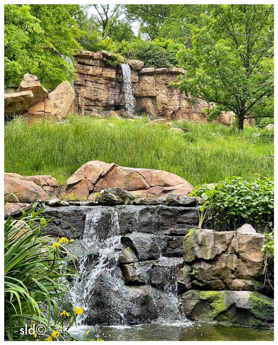 StevenDycus's tweet photo. @NashvilleZoo We’ve lived in the greater Nashville area for thirty-years &amp; managed our first visit to this amazing zoo today! Great family friendly venue — looking forward to more visits. @visitmusiccity  @TNVacation https://t.co/aibRMIQLj0