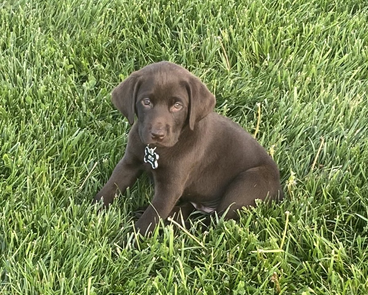Meet the newest member of our family. His name is Otis. Otis Shuttlesworth. He’s a good boy.