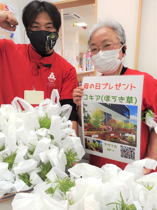 母の日プレゼント コキア ほうき草 の苗 あそびうたステージ報告 あきらちゃん公式