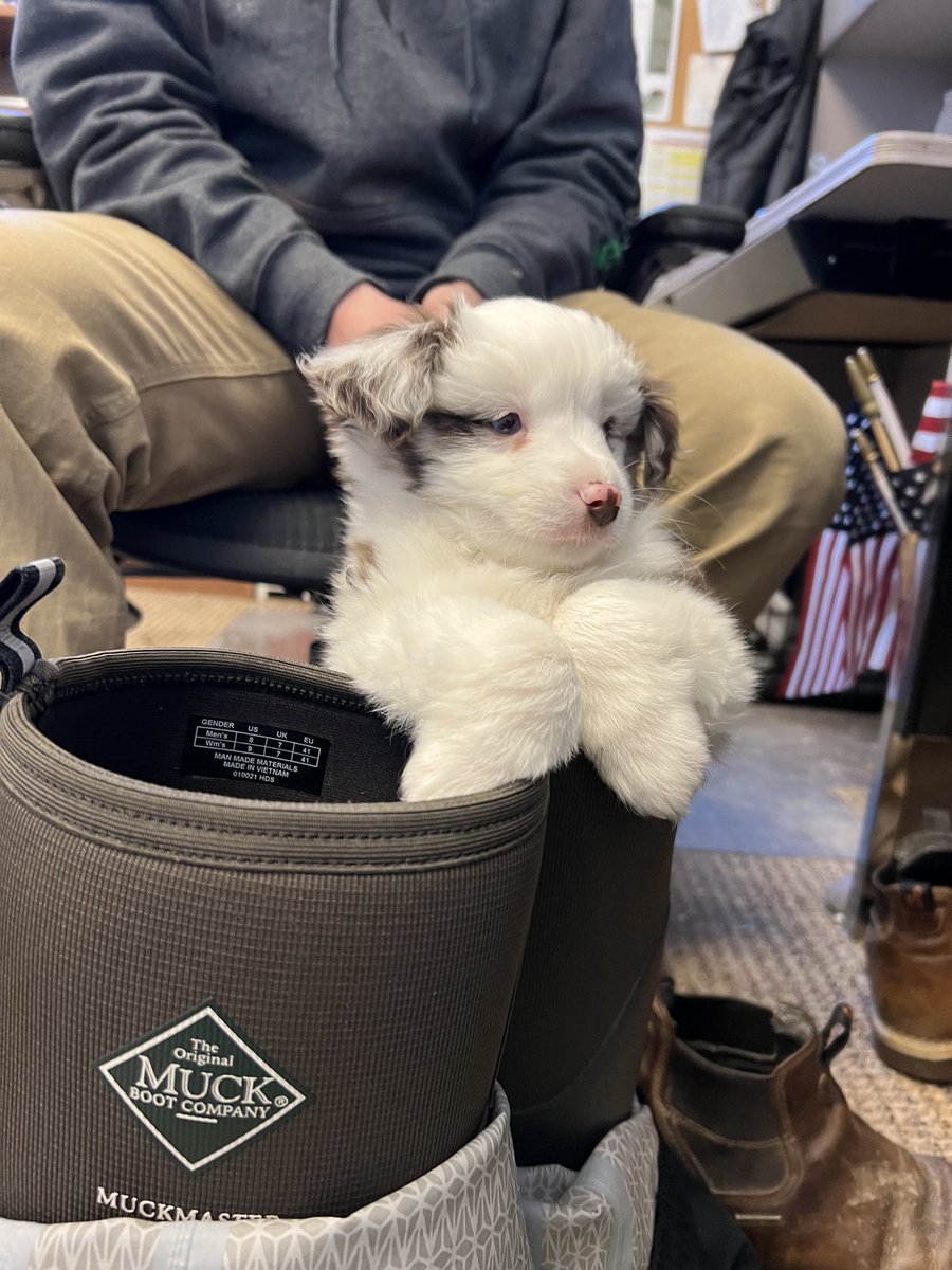 Liam_Millar4's tweet photo. @VereensTurf @DogsOfTurf @VereensEarl His name is Yeti… https://t.co/QTehITNAKE