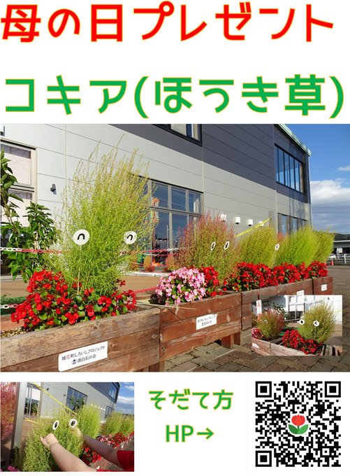 母の日プレゼント コキア ほうき草 の苗 あそびうたステージ報告