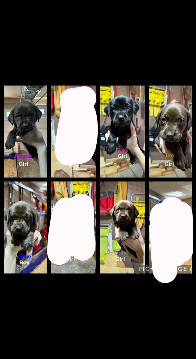 PUPPIES FOR SALE! Akc registered labs. Let me know if you are interested. Five left!