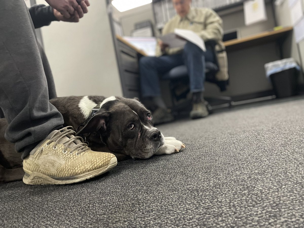 DukeWeskamp's tweet image. Gracie is decidedly not very interested in this operations meeting.
#ShopDog #Ketch #KetchProducts