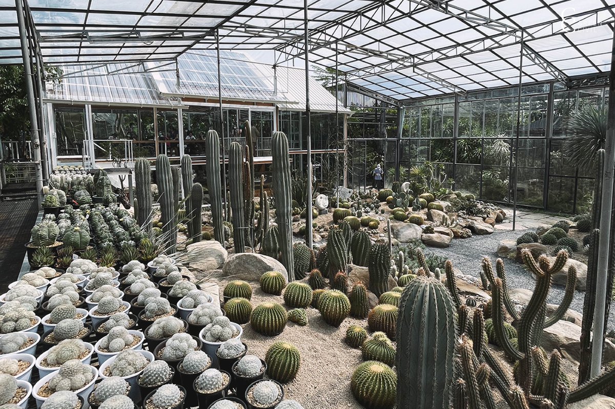 Greencivil_gc's tweet photo. พาไป Botanist Activity Space & Cafe คาเฟ่แคคตัสที่ดัดแปลงมาจากโรงเรืองกระจกปลูกต้นไม้ กลางสวยพฤกษศาสตร์กว่า 20 ไร่
อ่านต่อได้ที่ https://t.co/6iW55M8cTe
#BotanistActivity #BotanistActivitySpaceandcafe
#คาเฟ่เปิดใหม่ #คาเฟ่ในสวน #สวนพฤษศาสตร์ #สวนกระบองเพชร #ReviewThailand https://t.co/pUGd60a1Jl