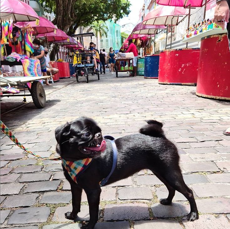 Colinecake's tweet photo. I love my dog https://t.co/MatMihMHrV