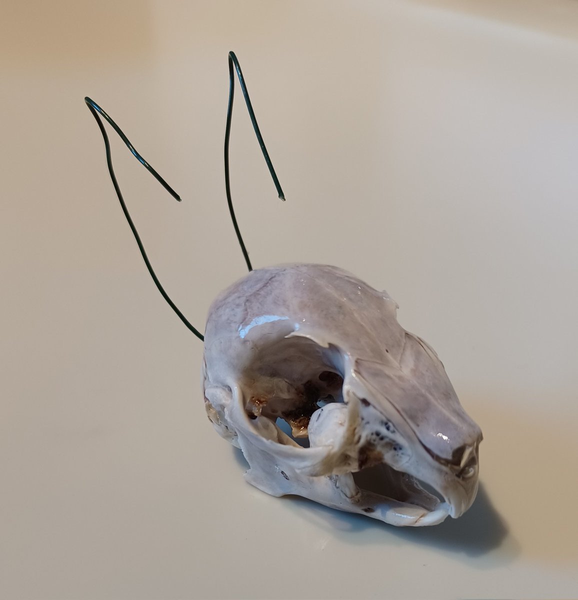 PigeonsandD's tweet photo. Cleaning and preserving baby rabbit skulls. https://t.co/P62eEWo3mC