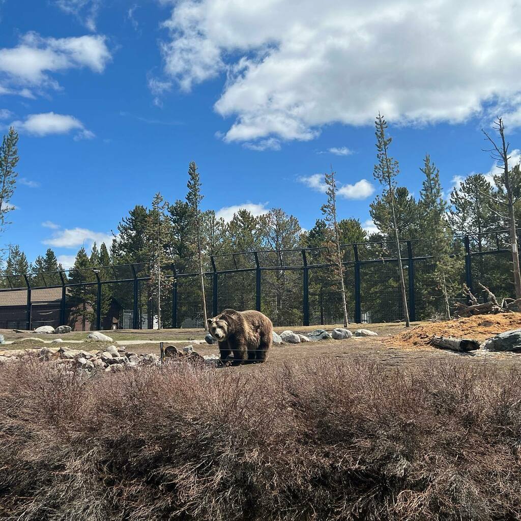 lucyhedges's tweet photo. I spy a grizzly and a wolf🐻🐺#grizzlybears #bbctravelshow #workworkwerk #ilovemysidehustle #cody #wyoming #westyellowstone #traveltelly #americanadventure #wolfspotting https://t.co/XGX5ECHVXW