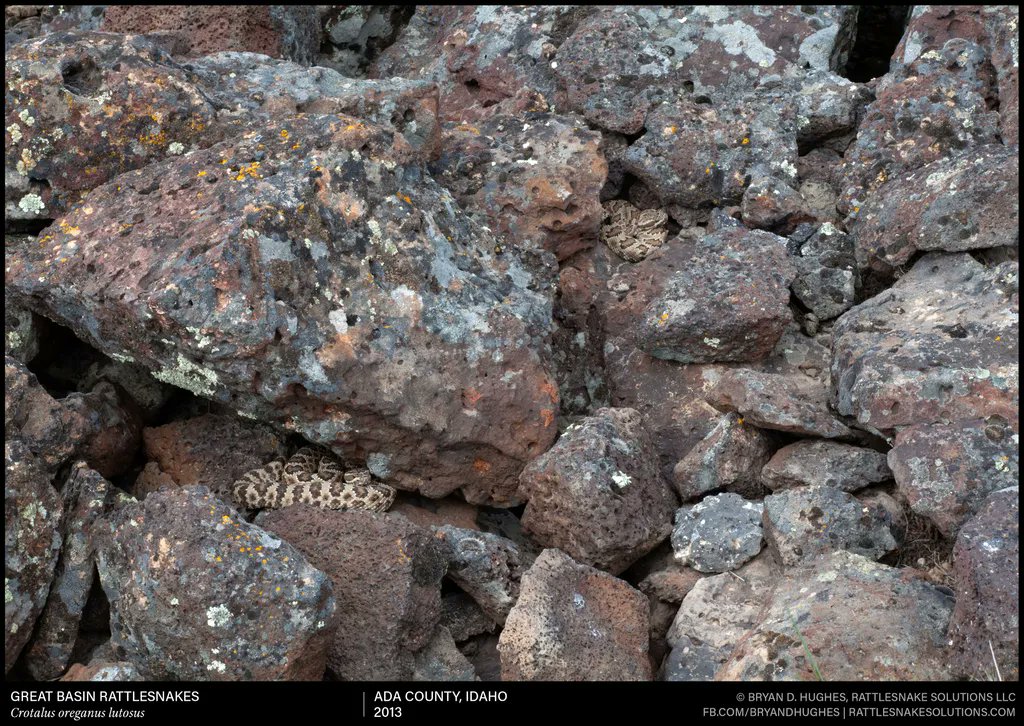 rattlesnakeguy's tweet photo. Young Great Basin Rattlesnakes basking under partial cover. This particular site, consisting of many small rocks rather than large structures, is the primary birthing site at this large den complex. Here, there are young snakes (~<2yr) as well as likely gravid females. https://t.co/i4rM9Mch3t